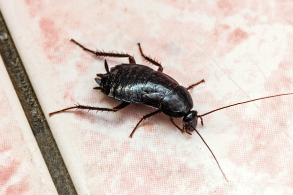 La Blatta Orientalis: lo scarafaggio nero