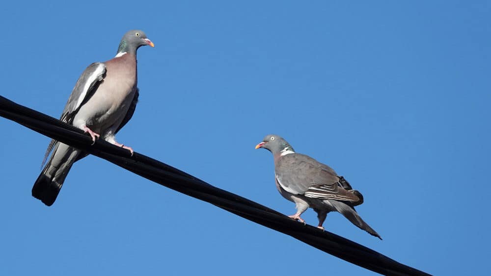 Escrementi di uccelli