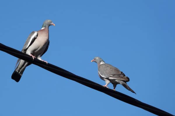 Escrementi di uccelli