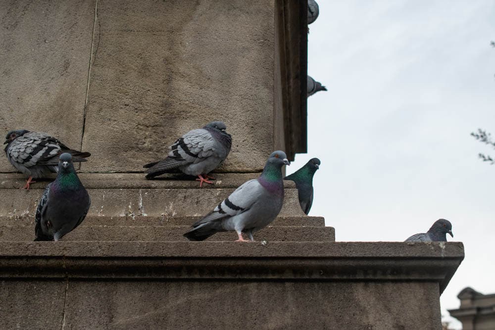 Escrementi di uccelli 