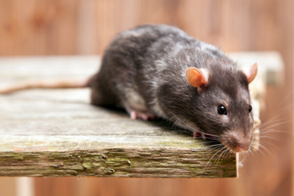 Malattia dei topi: patologie, sintomi e trasmissibilità