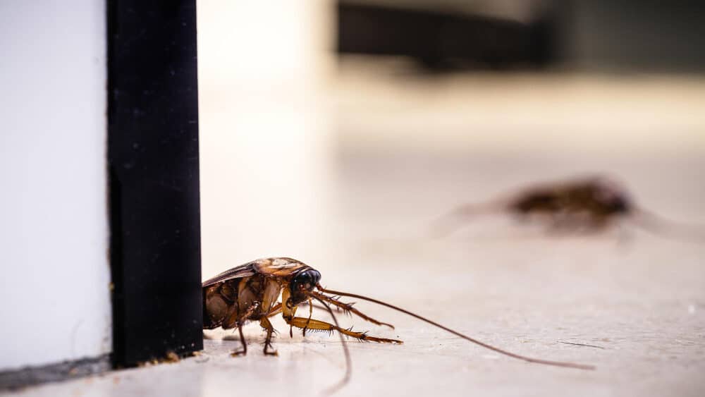 Gli scarafaggi mordono