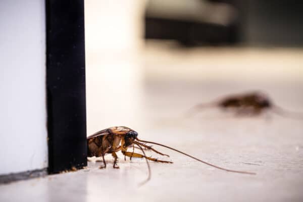 Gli scarafaggi mordono