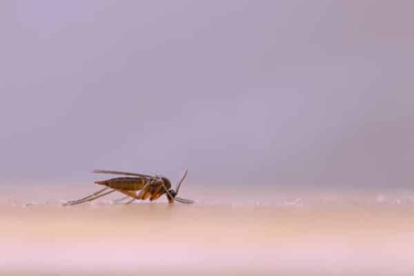Zanzara in inverno: tutti i perché di un fenomeno che colpisce pesantemente l’Italia