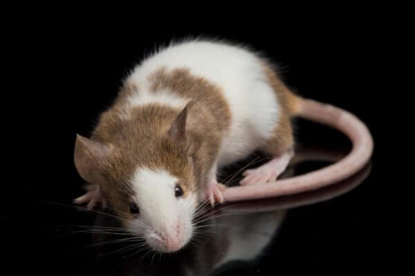Tipi di ratti: conoscerli per sapere come affrontarli