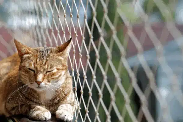 Rete chiara o rete nera per gatti